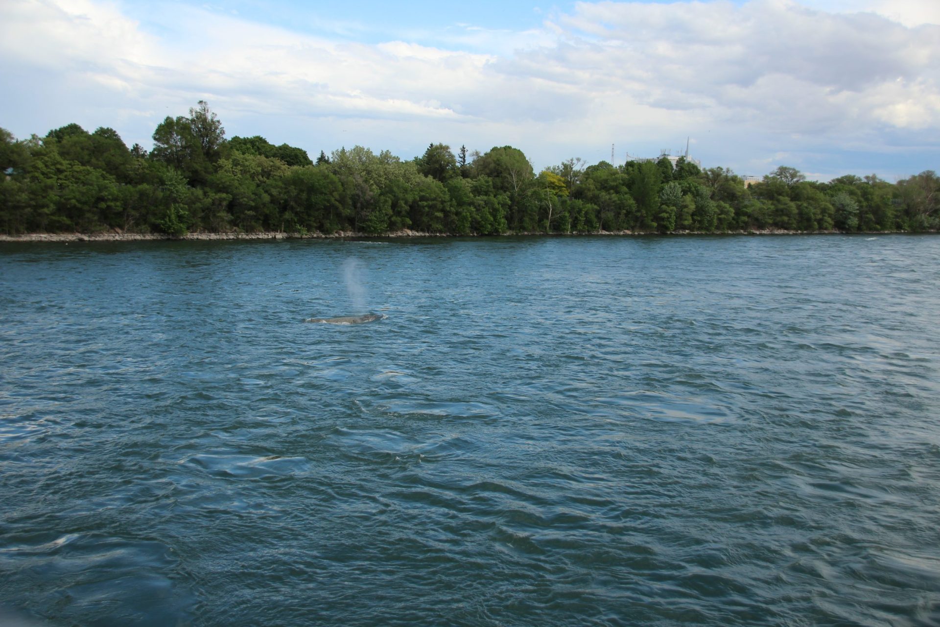 Une baleine à Montréal